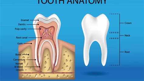 Tooth Anatomy Infographic - Smile Angels of Beverly Hills