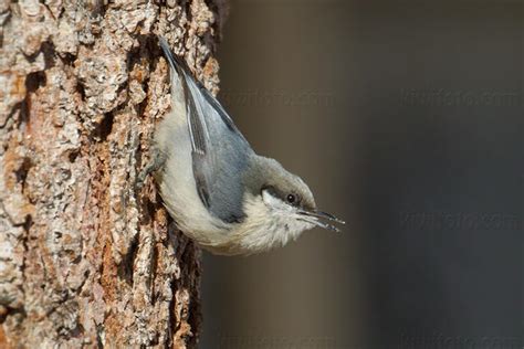 Pygmy Nuthatch Pictures and Photos - Photography - Bird | Wildlife | Nature - Christopher Taylor