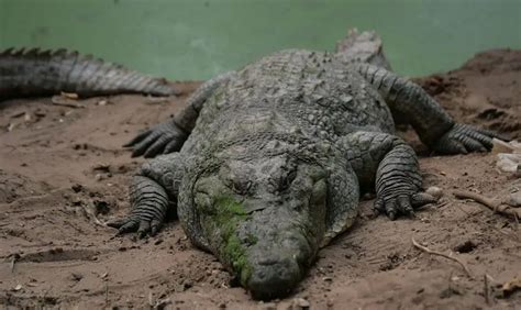 West African Crocodile | The Animal Facts | Appearance, Diet, Habitat