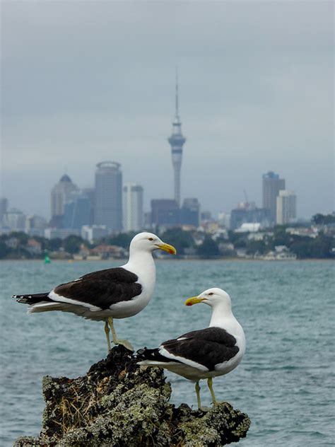 About Rangitoto - Rangitoto Island Historic Conservation Trust