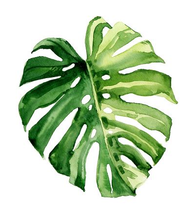 Rainforest Leaf Drawing : Rainforest Plants Vector | Bodewasude