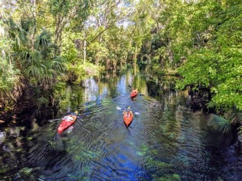 9 Best Places To Kayak With Manatees In Florida - Florida Trippers