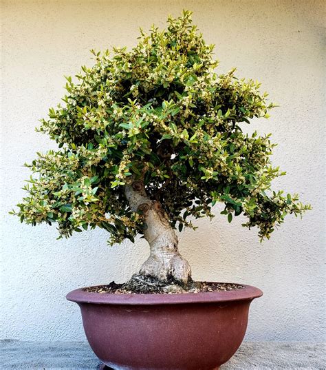 Picture 6 - My Yaupon Holly bonsai in full bloom. 4/14/19 Wabi Sabi ...