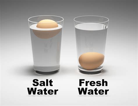 Floating Egg Experiment Conclusion