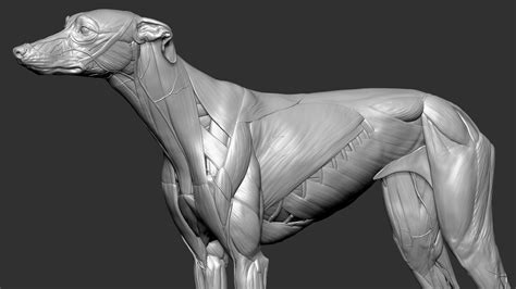 Dog muscles anatomy model - TurboSquid 1651540