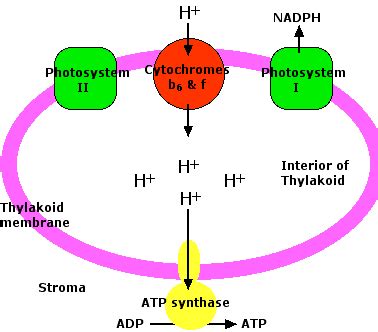 Atp Synthase In Photosynthesis