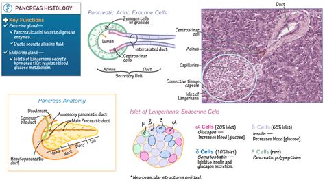 Gross Anatomy: Pancreas Histology | ditki medical & biological sciences