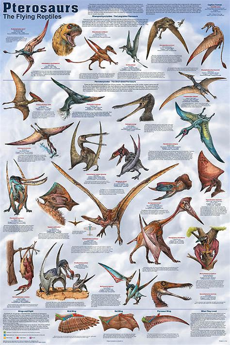 Pterosaurs - gint flying reptiles