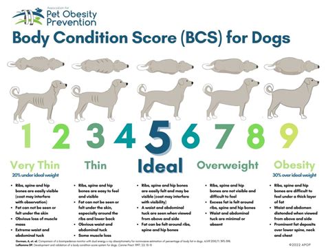 Body Condition Score for Dogs