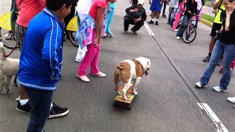 Dog skateboarding - YouTube