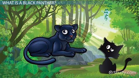 Black Panther Facts: Lesson for Kids - Lesson | Study.com