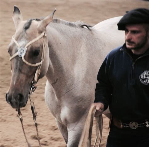 Criollo Horse | The breed of the Criollo horse in Italy