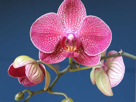 Phalaenopsis (Moon Orchid, Moon Orchids, Moth Orchid, Moth Orchids ...