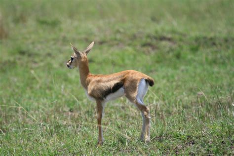 Mom and Baby Gazelle | Alê & Cássio | Flickr