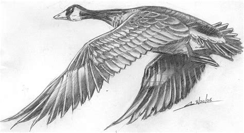 Flying Goose Drawing at PaintingValley.com | Explore collection of ...