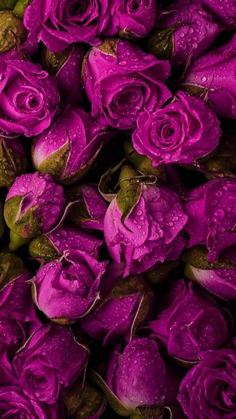 Dark pink roses. Flower phone , Flowers graphy, Flower aesthetic, Purple and Pink Roses HD phone ...