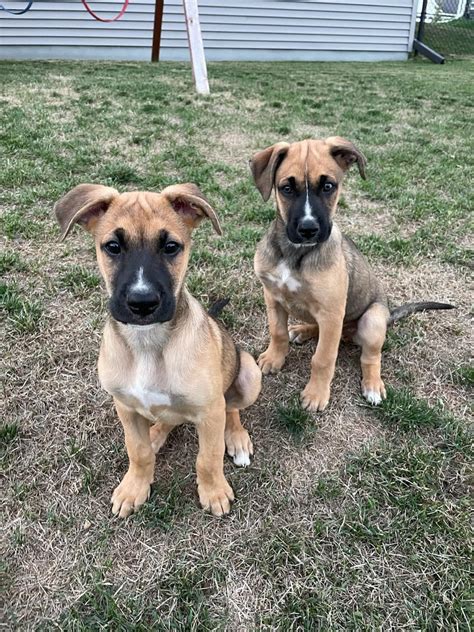 German Shepherd Boxer Pit Mix Puppies