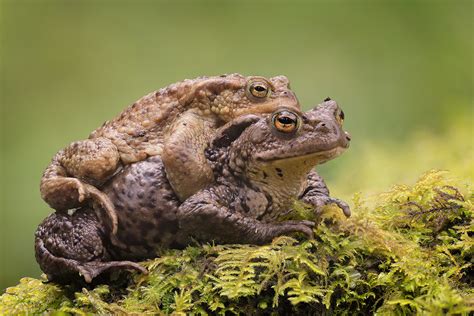 Common Toad Mating Embrace - Francis J Taylor Photography