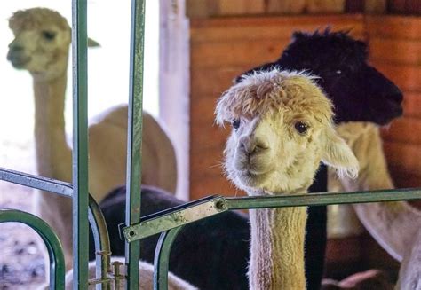 Alpaca Farm Fun in Western Massachusetts! – Around the World "L"