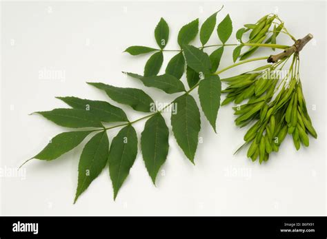 Common Ash, European Ash (Fraxinus excelsior), twig with leaves and unripe fruit, studio picture ...