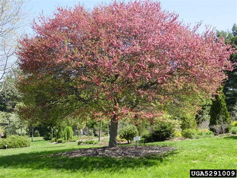 crabapple and apple (Genus Malus)