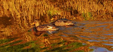 Free Images : landscape, water, swamp, winter, pond, wildlife, swim ...