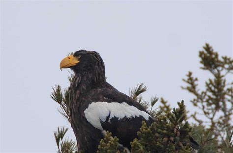 Celebrity Steller’s Sea-eagle Returns to Maine