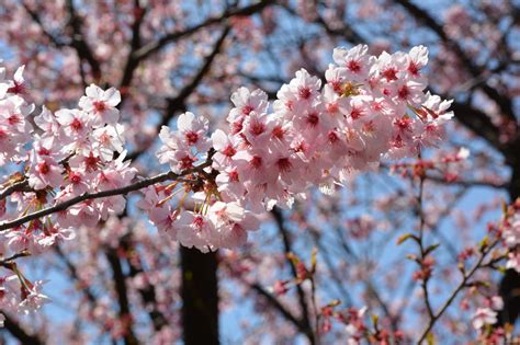 Zur Kirschblüte in Japan – Sakura und Hanami