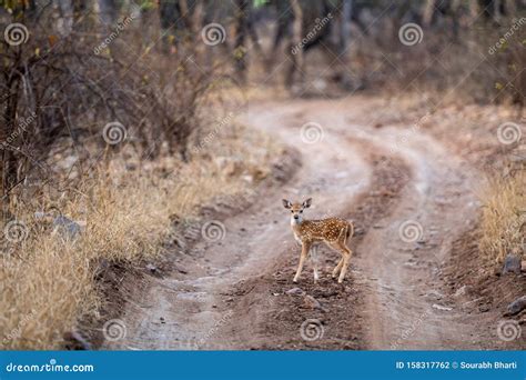 Fawn of Spotted Deer or Chital or Cheetal or Chital Deer or Axis Deer or Axis Axis in Middle of ...