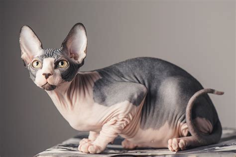 Are Sphynx Cats Hypoallergenic?