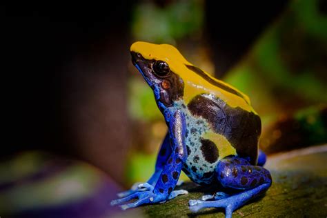 16 Poisonous Frogs That Are Beautiful but Deadly - Treehugger