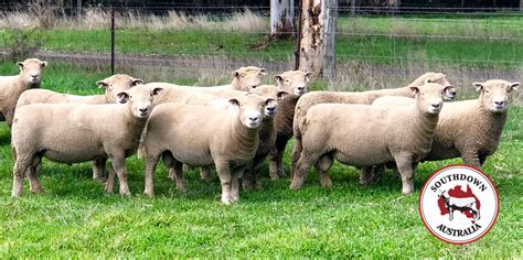 Southdown Sheep Society, NZ » Southdown News