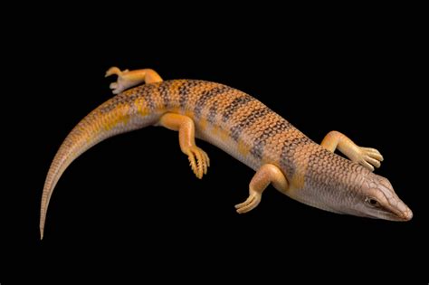 Sandfish Lizard (Scincus scincus) - Joel Sartore