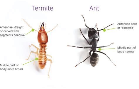 White Ants or Termites | Conquer Termites : Brisbane Termite | White Ant | Pest Control ...