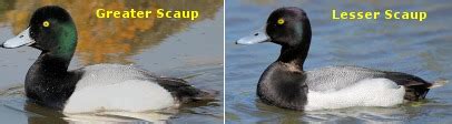 Lesser Scaup vs Greater Scaup vs Tufted Duck vs Ring-necked Duck - Wildfowl Photography.