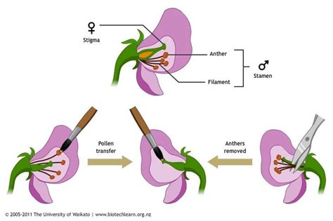 Pollination Diagram