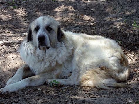 Duke, our Great Pyrenees # Pinterest++ for iPad # | Great pyrenees, Animals, Farm animals