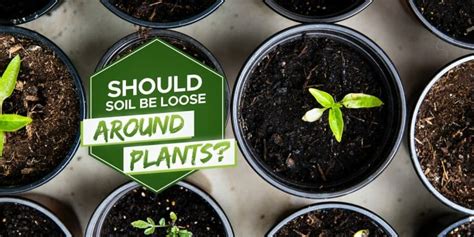 Should I Loosen Soil Around Plants? [5 Key Reasons!] - Grow Your Yard