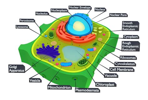 Plant Cell Diagram 3D Model - Science News Articles How To Create 3d Plant Cell Animal Cell ...