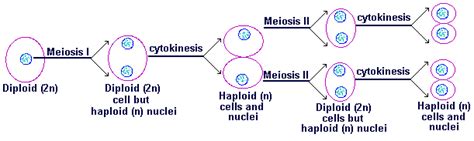 Mitosis Vs Meiosis Haploid Diploid