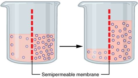 Ósmosis:¿qué es, cómo funciona y para qué sirve? | cienciaybiologia.com