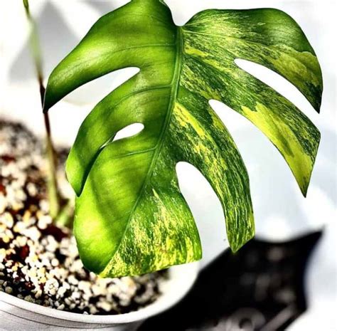 Monstera Borsigiana - Ultimate Care Guide | Indoor Garden Nook