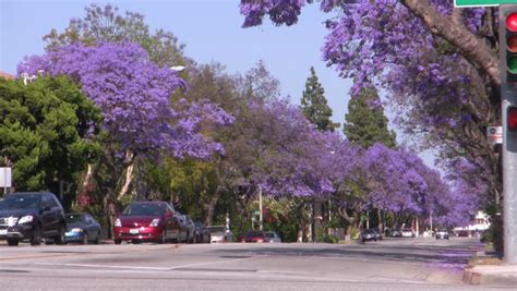 Jacaranda Tree In Full Bloom Time Lapse Stock Footage Video 3959218 ...