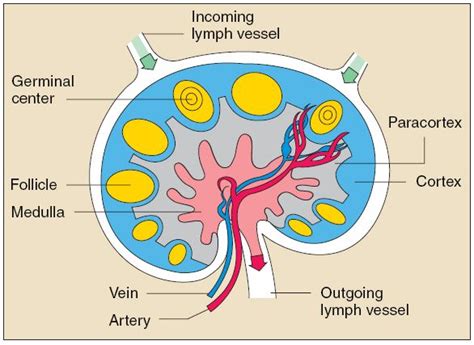 The Structure of the Immune System Images | Lymph nodes, Lymph vessels ...