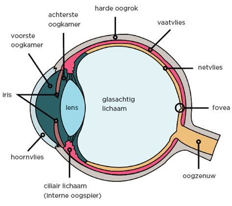 Anatomie van het oog | Natuurlijk Zien