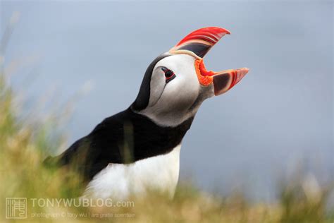 Atlantic Puffin with Mouth Open | Fratercula arctica | Tony Wu ...