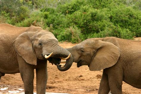 File:Elephant mating ritual.jpg - Wikipedia