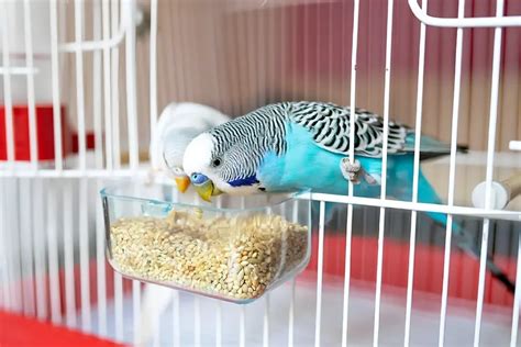 Budgie Diet 2024: What Do Budgies Eat?