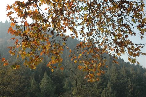 Chinar tree in Autumn | avtarkaul | Flickr