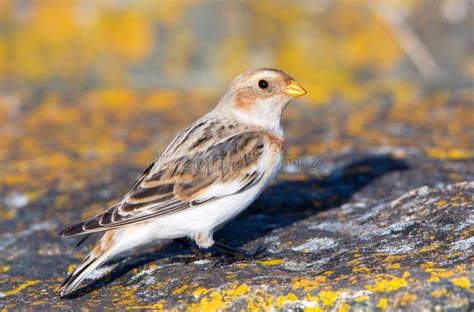 Snow Bunting, Male in Winter Plumage. Victoria, Canada Stock Image - Image of environment, color ...